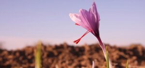 گیاهان دارویی خراسان