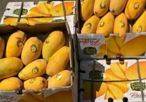یازدهمین جشنواره شکرگزاری انبه و یاسمین گل در میناب