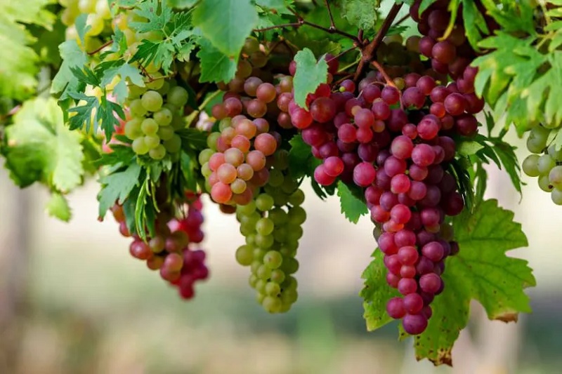 سوغات شاهرود چی هست؟