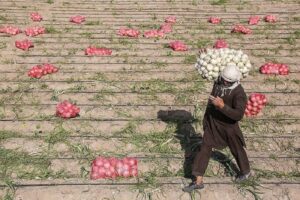 پرداخت 10 میلیارد از مطالبات کشاورزان هرمزگانی