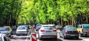چنار درخت‌های چنار خیابان ولیعصر