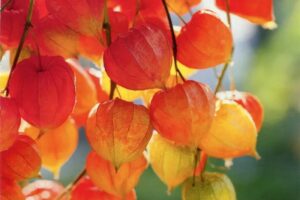 آشنایی با گیاهان دارویی استان گیلان