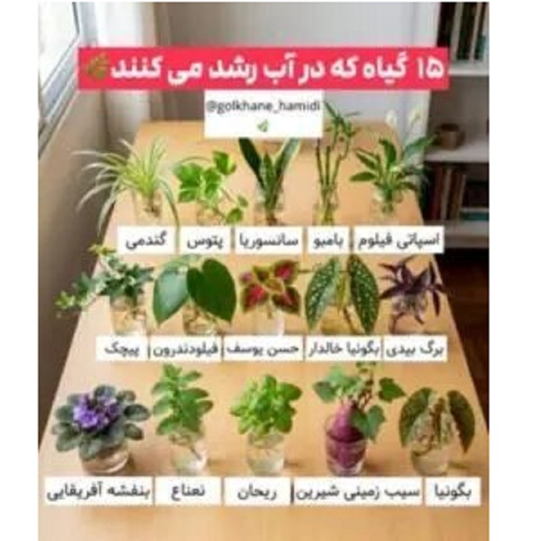 ۱۵ گیاه آپارتمانی که فقط و فقط در آب رشد می‌کنند