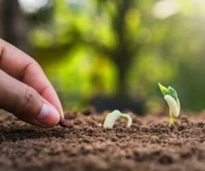 بهترین روش ضدعفونی کردن بذر قبل از کاشت