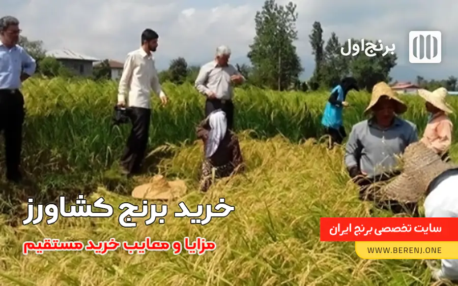 خرید برنج کشاورز