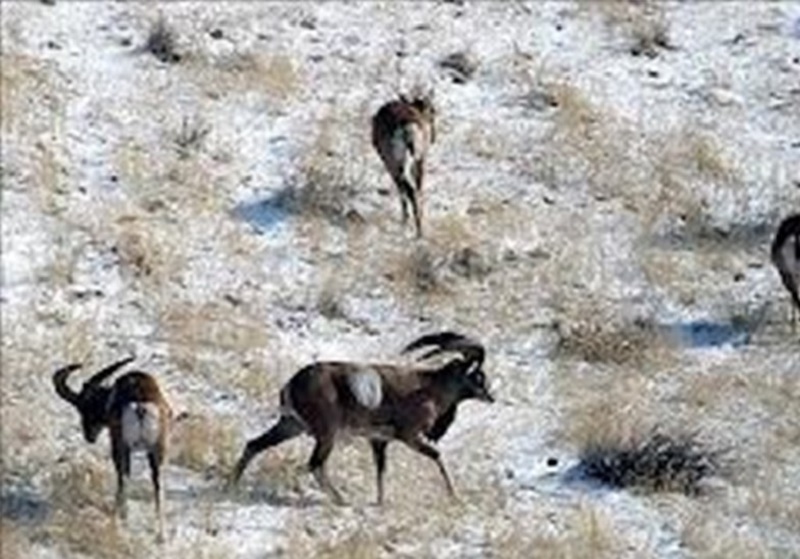 موزه تنوع زیستی کردستان؛ از ویترین گونه‌ها تا کلاس آموزش محیط‌زیست